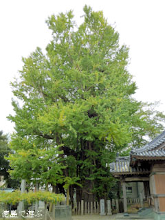 天神のイチョウ 2010