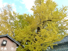 乳保神社のイチョウ 2010