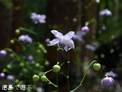 徳島県 神山町 岳人の森 レンゲショウマ 蓮華升麻 2015