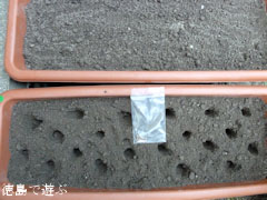 そば 蕎麦 種蒔き準備