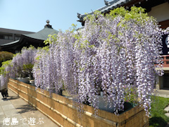 徳島県名西郡石井町 地福寺 藤の花 盆栽 2014