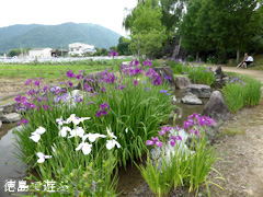 徳島県美馬市美馬町 寺町公園 花菖蒲園 2014