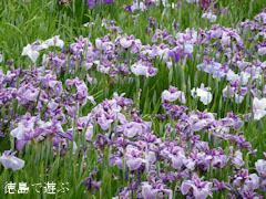 寺町公園 花菖蒲園 2011