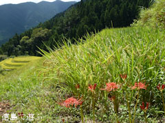 樫原の棚田 2011年9月