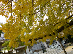 長谷寺 オハツキイチョウ 2012
