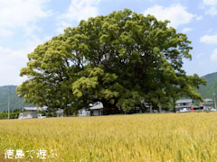 ���Ф��祯�� 2013