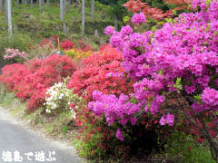 上分花の隠里 ツツジ 2010