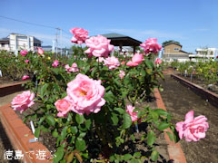 藍住 秋のバラ祭り 2012