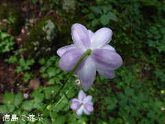 徳島県 神山町 岳人の森 レンゲショウマ 蓮華升麻 2015
