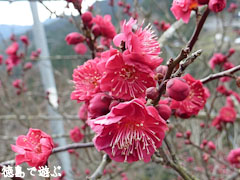 美郷 重楽寺 梅