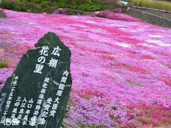 徳島県美馬市脇町 広棚の芝桜 2015