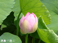 ����Į ��󥳥� ϡ�β� 2011