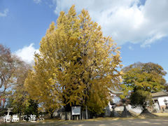 矢神のイチョウ 2013