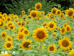 ���縩���ȻԻԾ�Į����ë �Ҥޤ�� ������ 2014