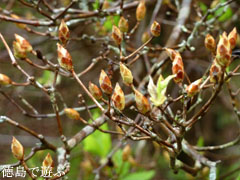 �����ĤĤ����� �����Υ���ĥĥ����� � 2010