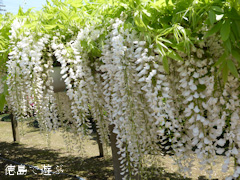 徳島県名西郡石井町 地福寺 藤の花 藤棚 白 2014