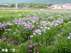 寺町公園 花菖蒲園 2011