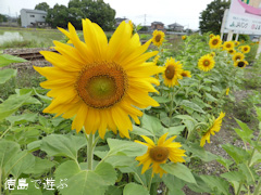 ���縩���������Į��ë ������ ������ 2014
