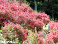 上分花の隠里 ツツジ 2010