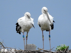徳島県鳴門市大麻町 コウノトリ 電柱 巣 2015年9月7日