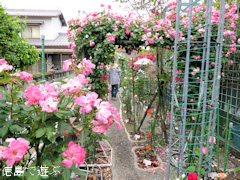 徳島県阿波市阿波町 阿波オープンガーデン 2015
