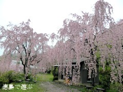 徳島県名西郡神山町上分 しだれ桜 2015