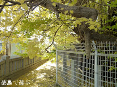 乳保神社のイチョウ 2010