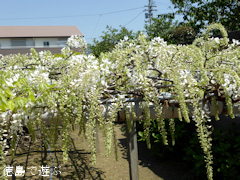 徳島県名西郡石井町 地福寺 藤の花 藤棚 白 2014