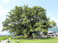 ���Ф��祯�� 2009