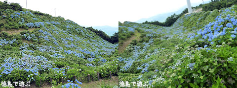 大川原高原 紫陽花 あじさい