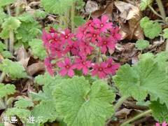 岳人の森 シコクカッコソウ 2011