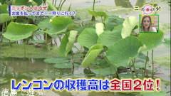 鳴門市 レンコン狩り