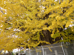 ���ݿ��ҤΥ����祦 2013