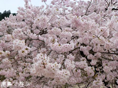 重楽寺 桜 満開 2012
