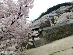 重楽寺 桜 満開 2012