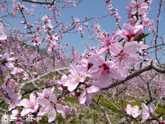 徳島県鳴門市大麻町 桃の花 2015
