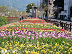 デ・レイケ公園 チューリップ 2011
