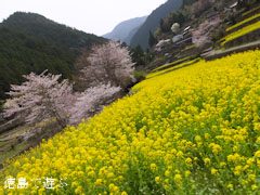 ����ݤ�Τ �ڤβ� 2013