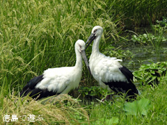 徳島県鳴門市大麻町 コウノトリ 電柱 巣 2015年8月11日