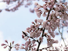 吉良のエドヒガン桜