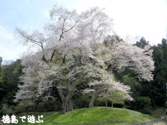吉良のエドヒガン桜