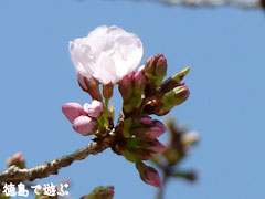 重楽寺 桜 咲き始め
