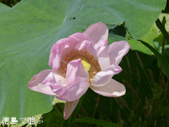 ����Į ��󥳥� ϡ�β� 2011