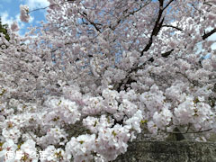 �ųڻ� �� 2011