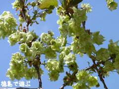 ギョイコウ桜 御衣黄桜 2010