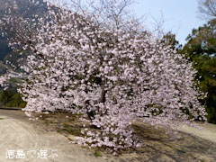 重楽寺 桜 釣り鐘桜 2013