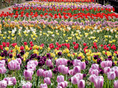 デ・レイケ公園 チューリップ 2011
