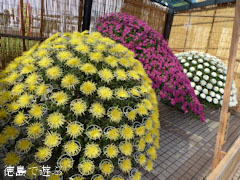 鴨島 菊人形 菊花展 2011