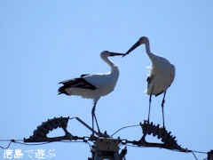 徳島県鳴門市大津町 コウノトリ 鸛 2015年10月13日
