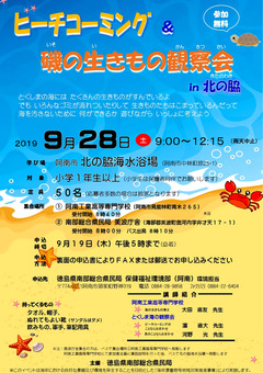 徳島県阿南市 北の脇海水浴場 ビーチコーミング 磯の生きもの観察会